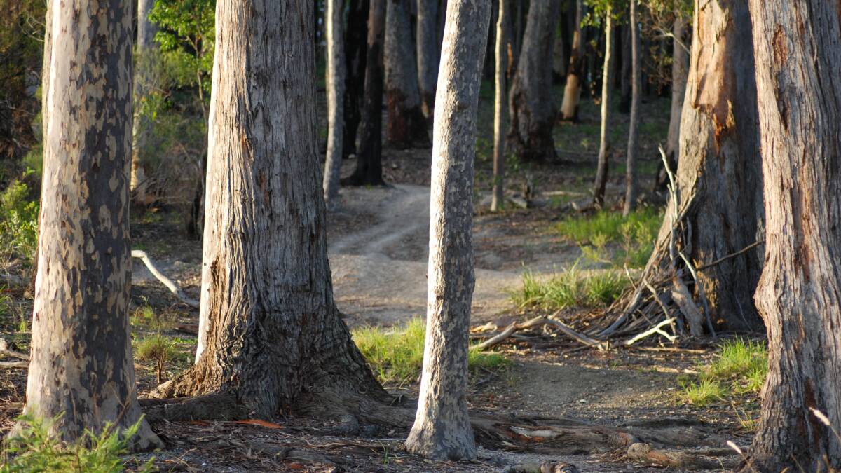 PIC OF THE DAY: Forest walk lit by autumn sunshine. Email your photos to editor@southcoastregister.com.au