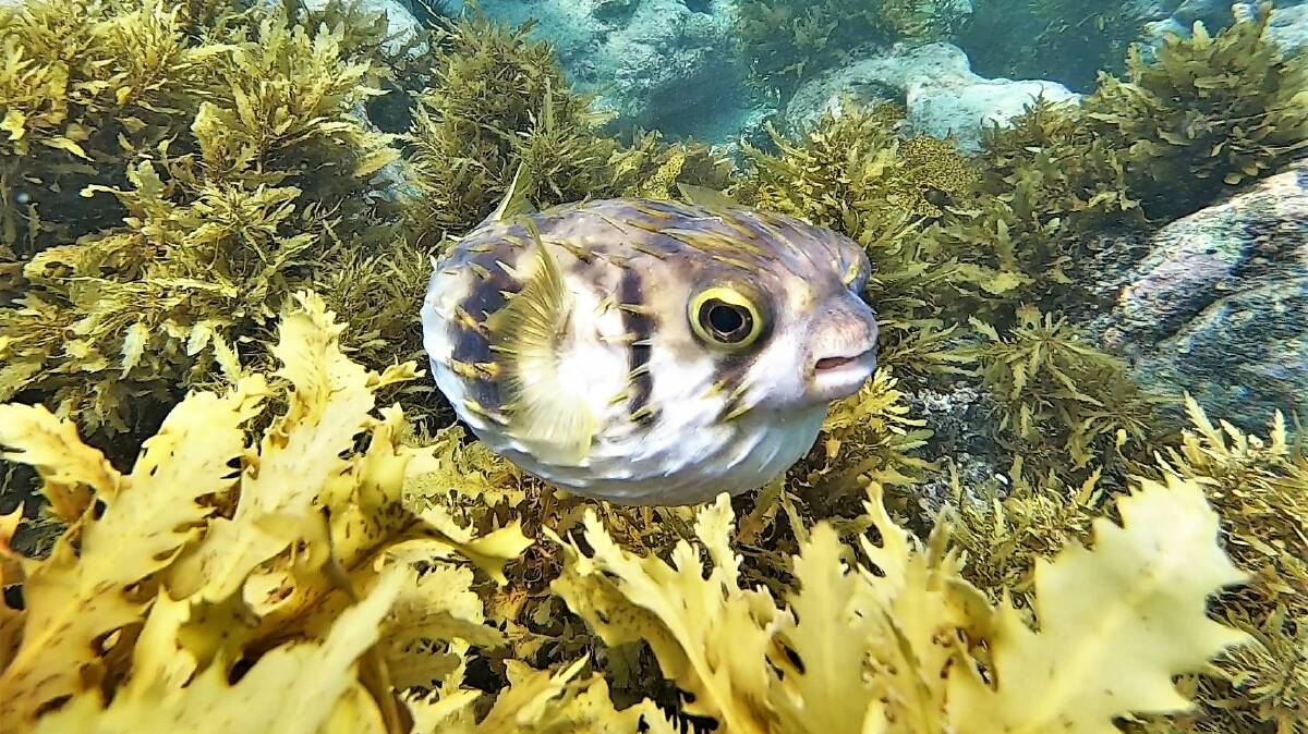 PIC OF THE DAY: Cute little pufferfish by Dannie & Matt Connolloy Photography. Send your pics to editor@southcoastregister.com.au
