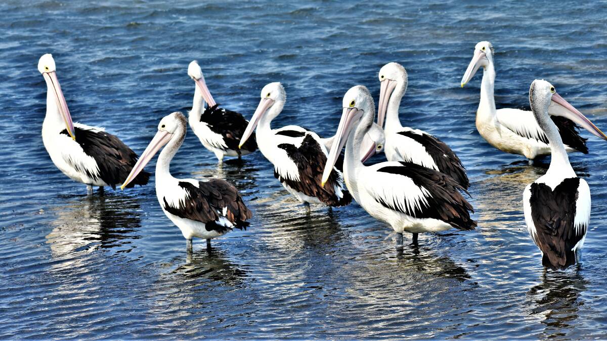 PIC OF THE DAY: Pelicans by the Basin by Dannie & Matt Connolly Photography. Send photos to editor.scregister@fairfaxmedia.com.au