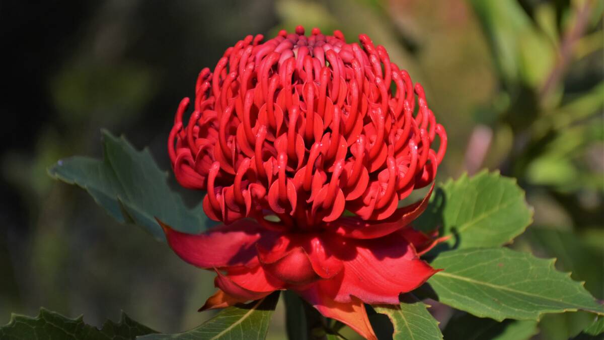 PIC OF THE DAY: Waratah by Dannie & Matt Connolly Photography. Email your photos to editor@southcoastregister.com.au