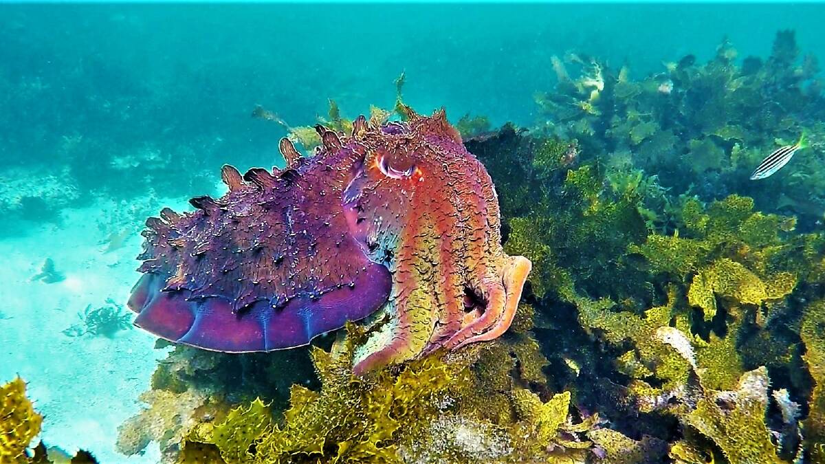 PIC OF THE DAY: Colourful cuttlefish at Bristol Point, Jervis Bay by Dannie & Matt Connolly Photography. Send your photos to editor.scregister@fairfaxmedia.com.au