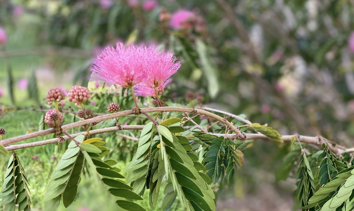 PIC OF THE DAY: Spring flourish by Jack Reynolds. Email your photos to editor@southcoastregister.com.au