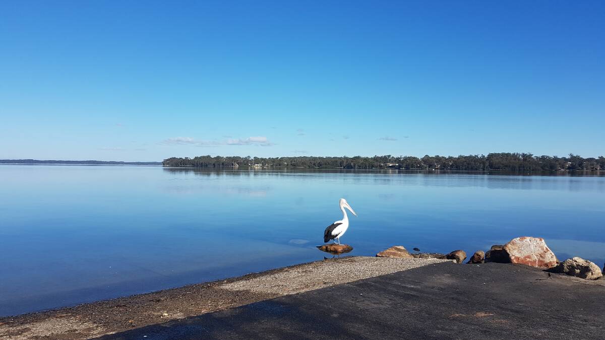 PIC OF THE DAY: Elizabeth Keevers snapped this elegant fellow at St Georges Basin. Send photos to john.hanscombe@fairfaxmedia.com.au