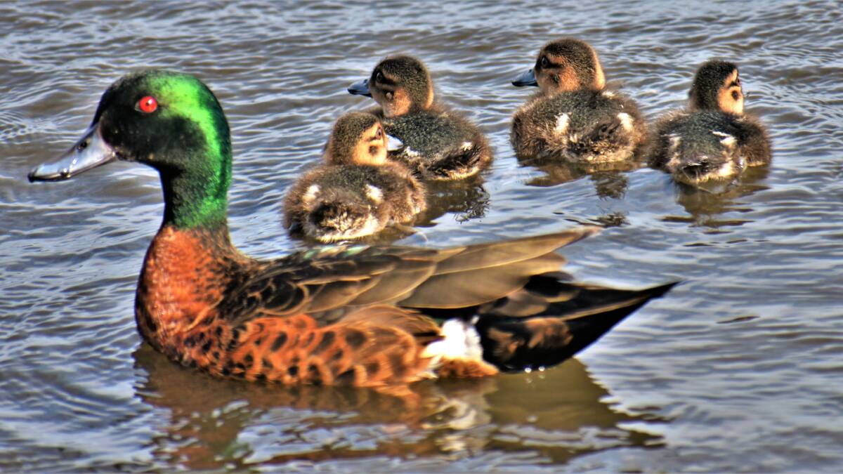PIC OF THE DAY: Duck family's day out by Dannie & Matt Connolly Photography. Email your photos to editor@southcoastregister.com.au
