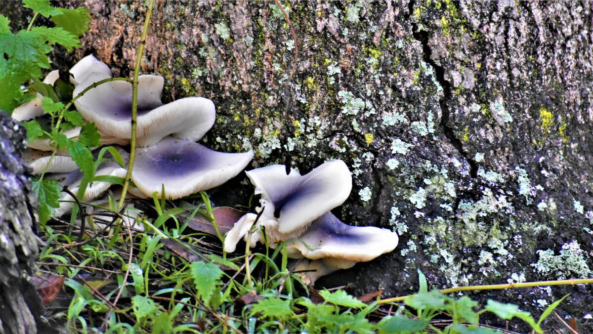 PIC OF THE DAY: Glowing mushrooms at Booderee National Park by Dannie & Matt Connolly Photography. Send photos to john.hanscombe@fairfaxmedia.com.au 