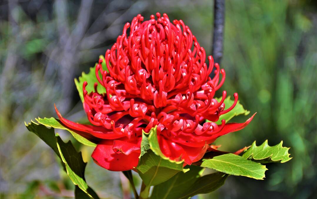 PIC OF THE DAY: Glorious waratah by Dannie & Matt Connolly Photography. Send your photos to john.hanscombe@southcoastregister.com.au
