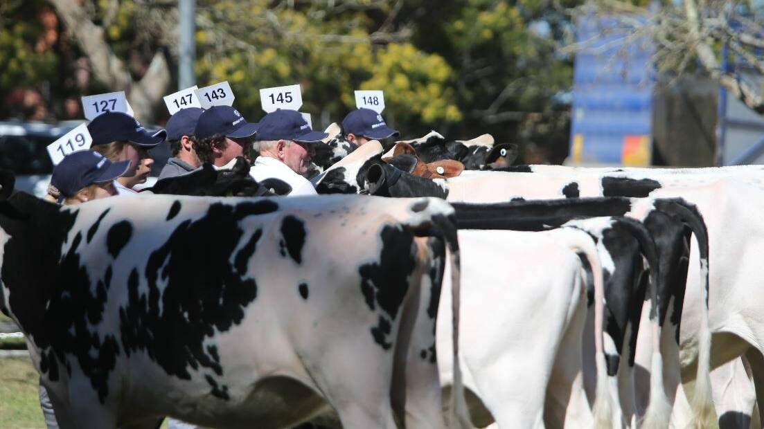 PIC OF THE DAY: Numbers game at the cattle show by Robert Crawford. Send your photos to john.hanscombe@southcoastreegister.com.au