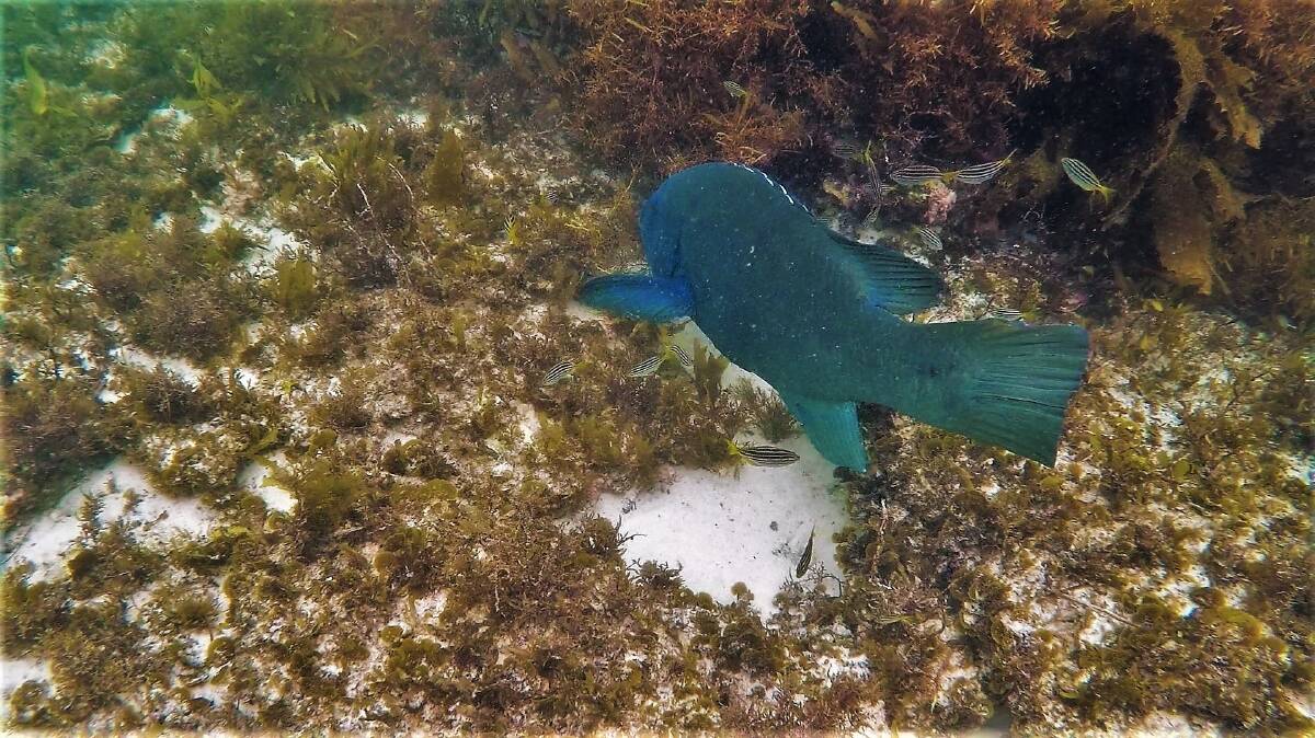 PIC OF THE DAY: Blue groper in Jervis Bay by Dannie & Matt Connolly Photography. Send photos to editor.scregister@fairfaxmedia.com.au