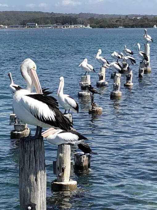 PIC OF THE DAY: Greenwell Point pelicans by Julian Vyner. Send photos to editor.scregister@fairfaxmedia.com.au