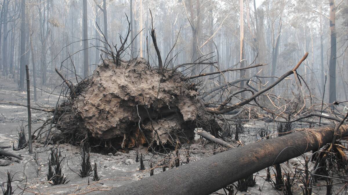 FALLEN: A giant tree felled by the fire. Photo: Sam Strong