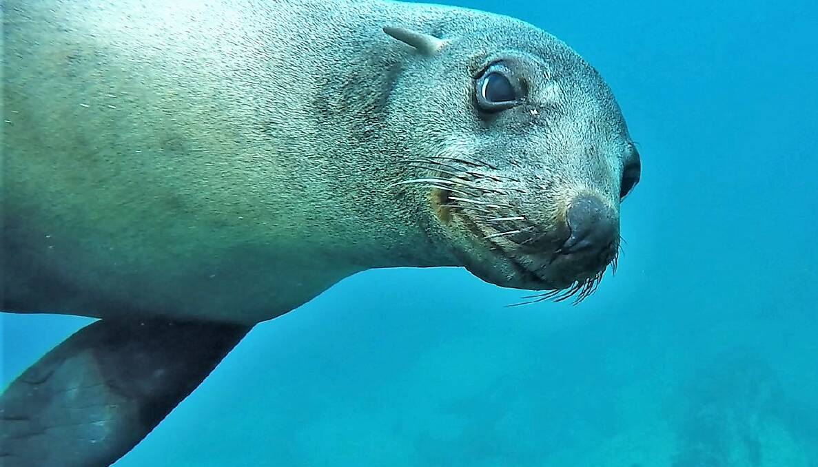 PIC OF THE DAY: Beautiful seal at Drum and Drumsticks, Jervis Bay, by Dannie & Matt Connolly Photography. Send photos to editor.scregister@fairfaxmedia.com.au
