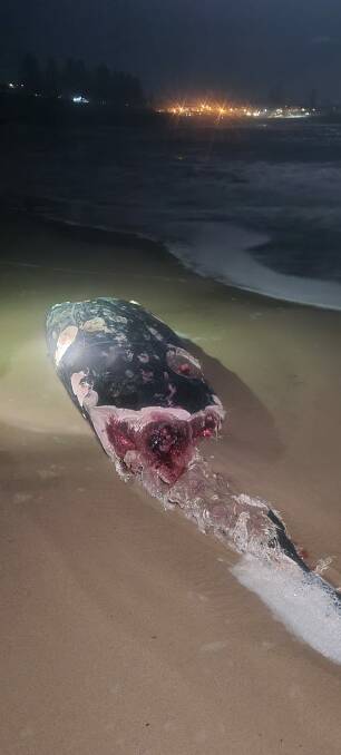 The remnants of the whale carcass that washed up on Kendalls Beach at Kiama. Picture: Facebook