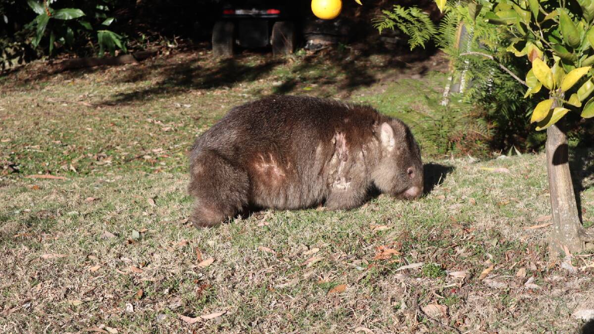Scabbers, the resident wombat on top of Cambewarra mountain