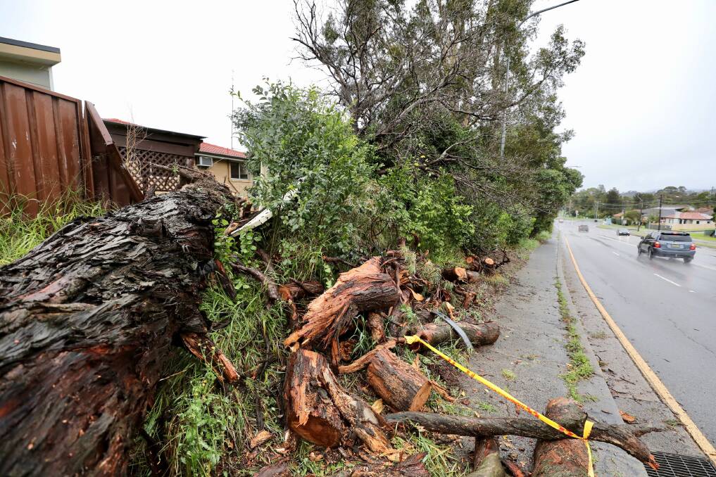 A tree fell on a fence along the Princes Highway in Figtree during last night's storm. Picture: Adam McLean