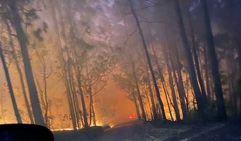 Stat forests on the NSW South Coast have been closed to the public. Photo by Mathew Gray