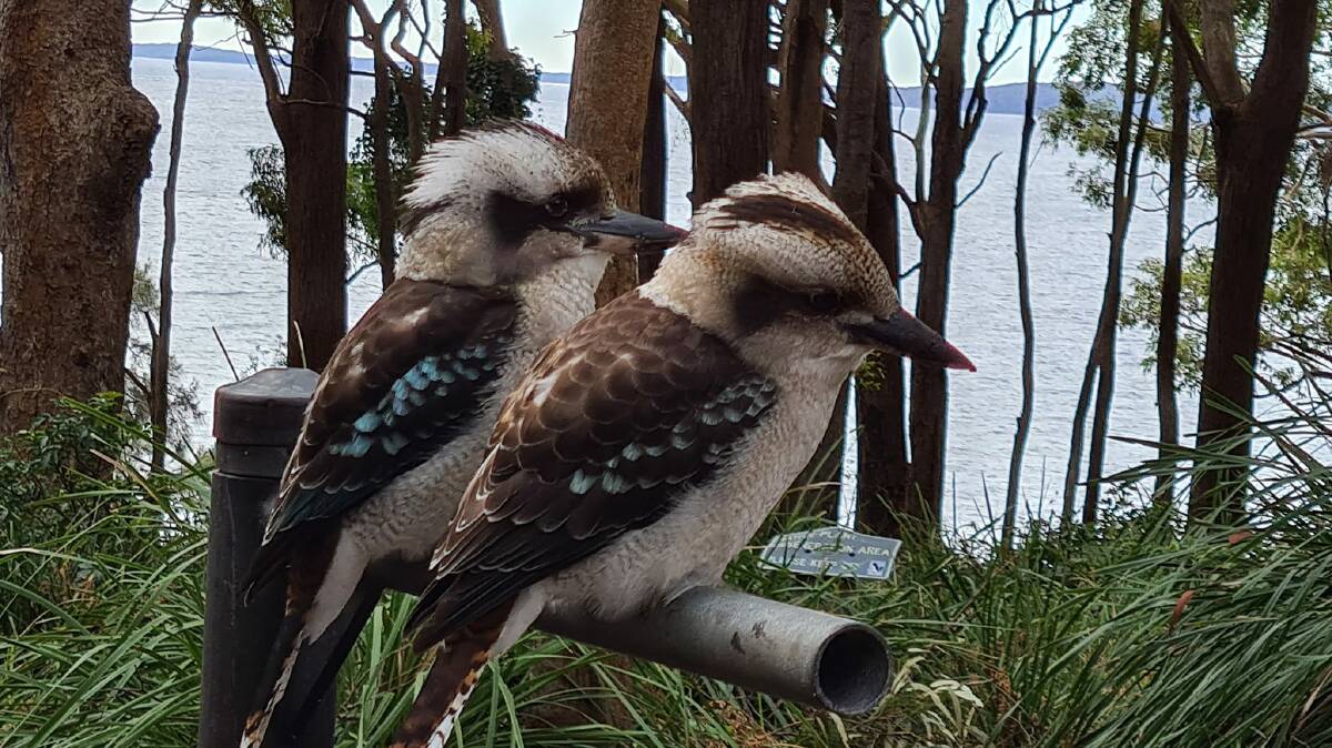Pic of the week: A couple of Kookaburras enjoy some winter sun at Bristol Point, Booderee. Photo by Joy Sharpe