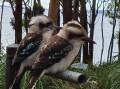 Pic of the week: A couple of Kookaburras enjoy some winter sun at Bristol Point, Booderee. Photo by Joy Sharpe