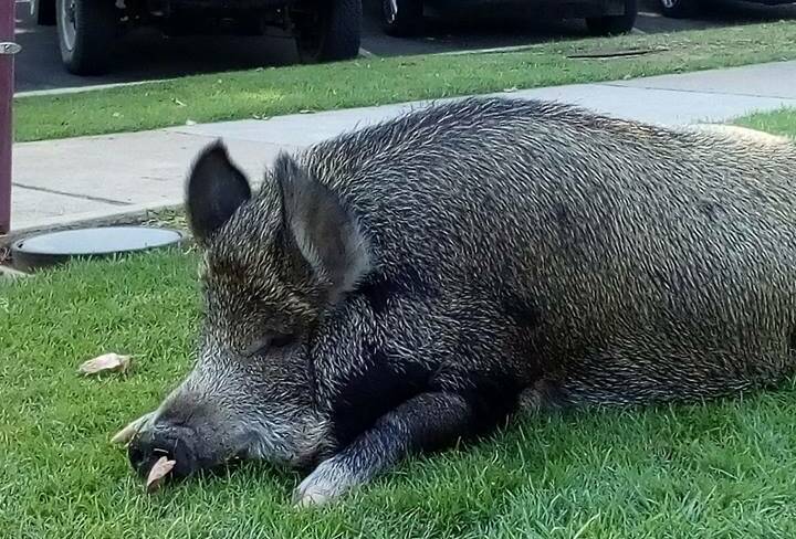 BANNED: Grunt's owner has received a letter from Wangaratta Council telling him the pet pig can no longer be walked along the city's streets, or he will be fined.