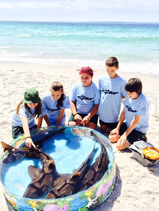 CLOSE ENCOUNTER: Sanctuary Point Public School students Bianca Coleman, Lora Oreskovic, Kaitlyn Graham, Josh Norton and Scott Crisafi at Greenfields Beach on Tuesday for Project Shark. Photo: CATE FREDRICKSON