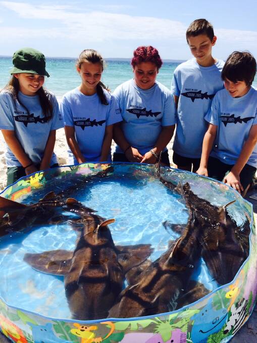 CLOSE ENCOUNTER: Sanctuary Point Public School students Bianca Coleman, Lora Oreskovic, Kaitlyn Graham, Josh Norton and Scott Crisafi at Greenfields Beach on Tuesday for Project Shark. Photo: CATE FREDRICKSON