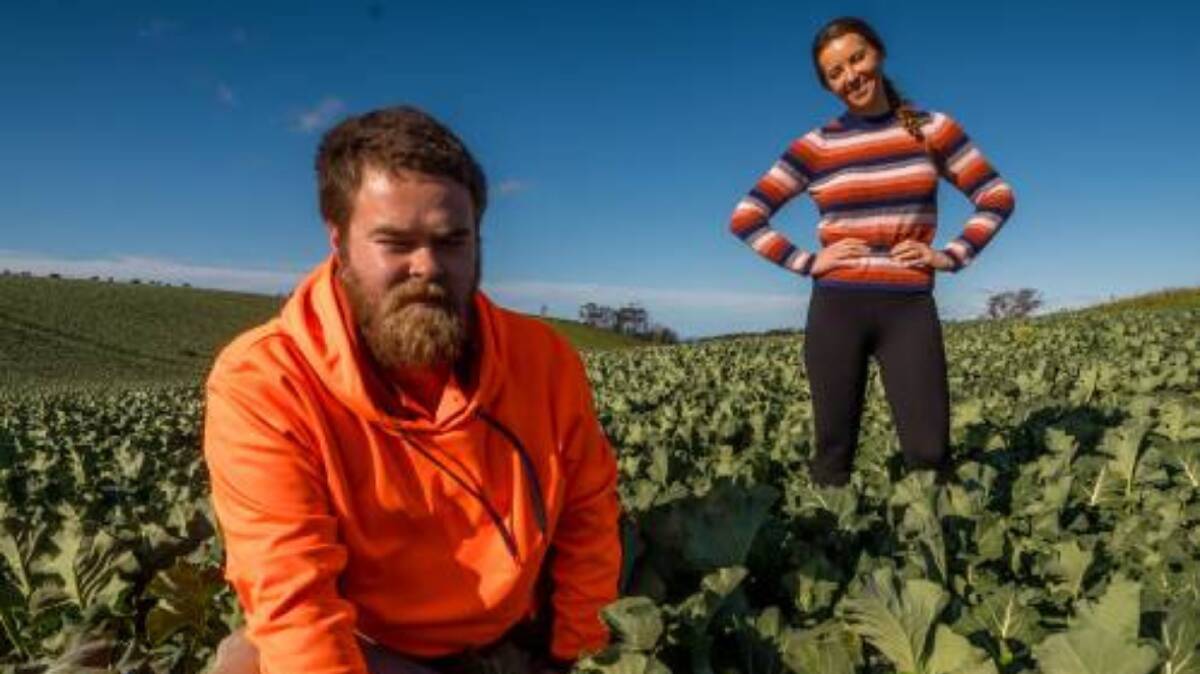 Crop picker Joel Hepehi is happy to have secure work, and he and employer Belle Binder are urging others to 'give it a go'. Picture: Phillip Biggs