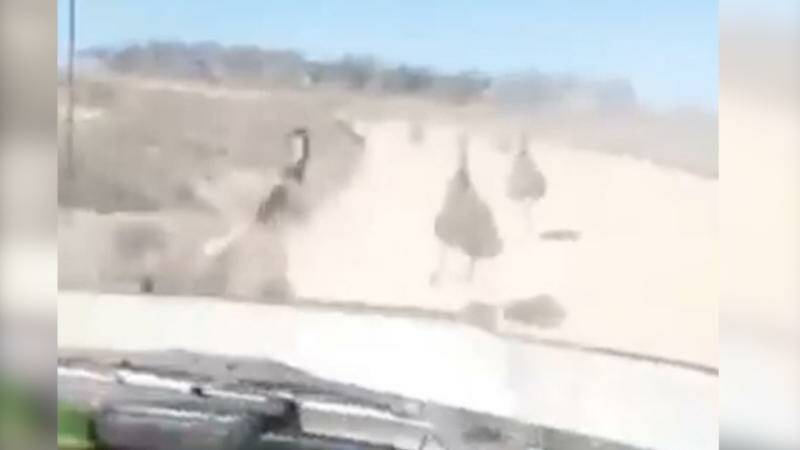 Video shows a man running down several emus with a vehicle.

