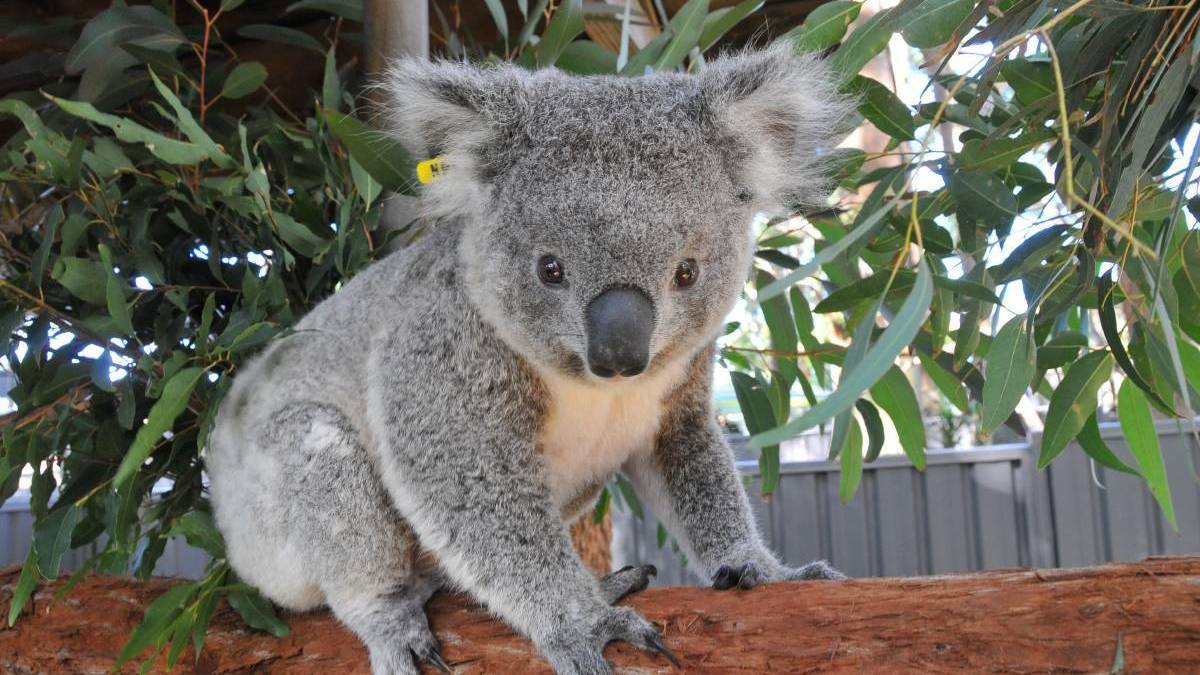 Port Macquarie Koala Hospital leaders fear for the future of the animal.