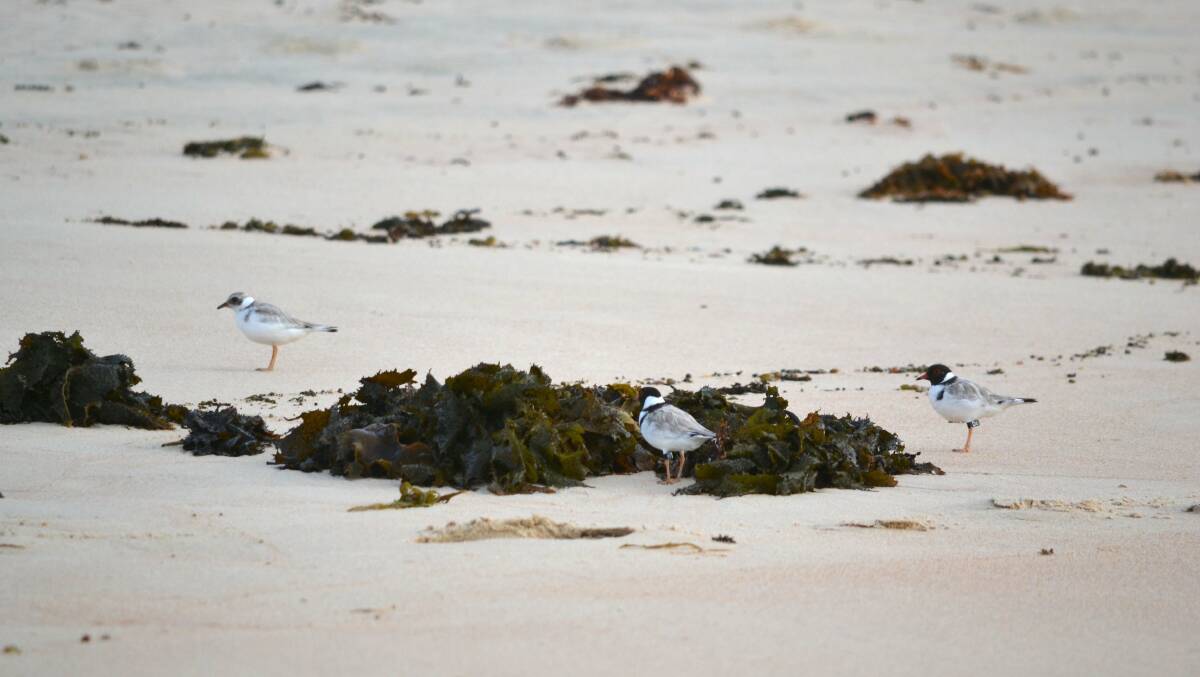 Cudmirrah Beach is a nesting ground for the critically endangered hooded plovers. Photo: supplied. 