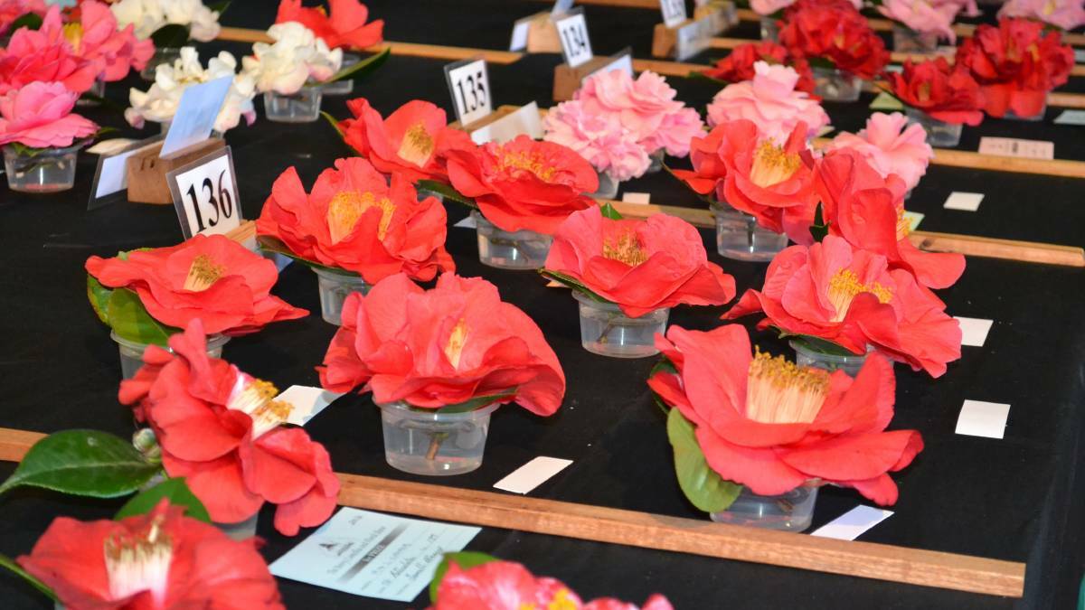 Camellias on display at the 2015 event. 
