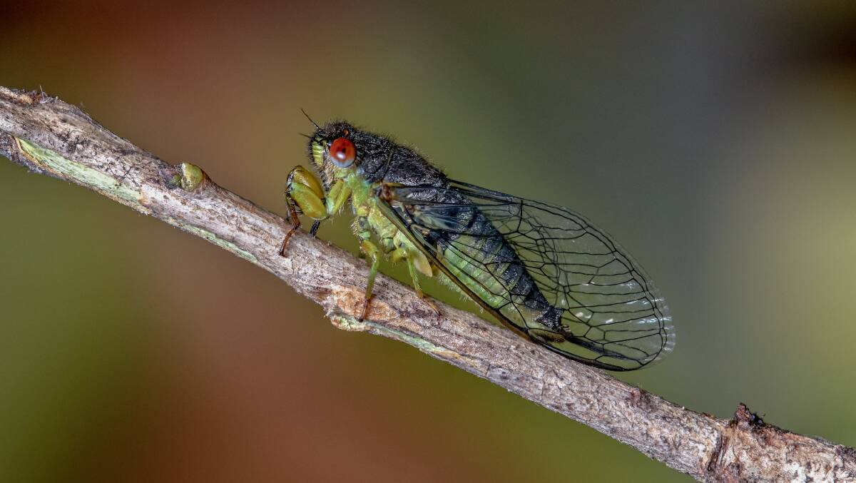 The rare red-eye fairy cicada has only been spotted seven times. Photo: Nathan Emery. 