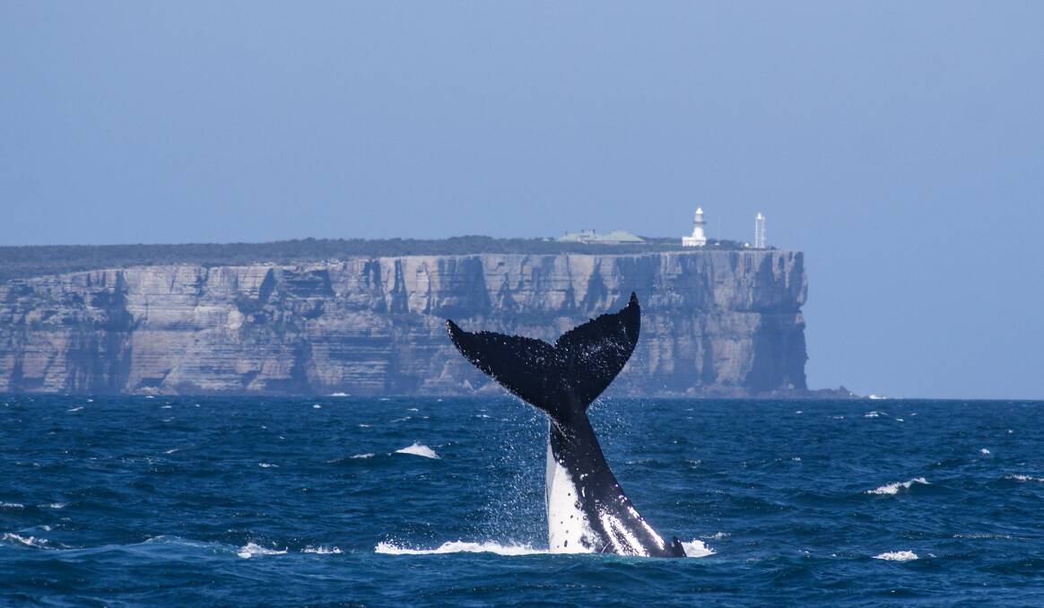 Photos by Dolphin Watch Cruises - Jervis Bay (www.dolphinwatch.com.au) 