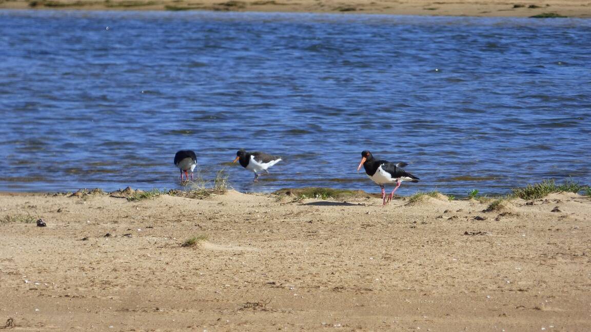 The two adult pied oyster catchers with their new chick. 