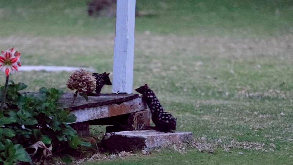 Juvenile quolls roaming independently. Photo: Maree Clout/Jervis Bay Through My Eyes. 