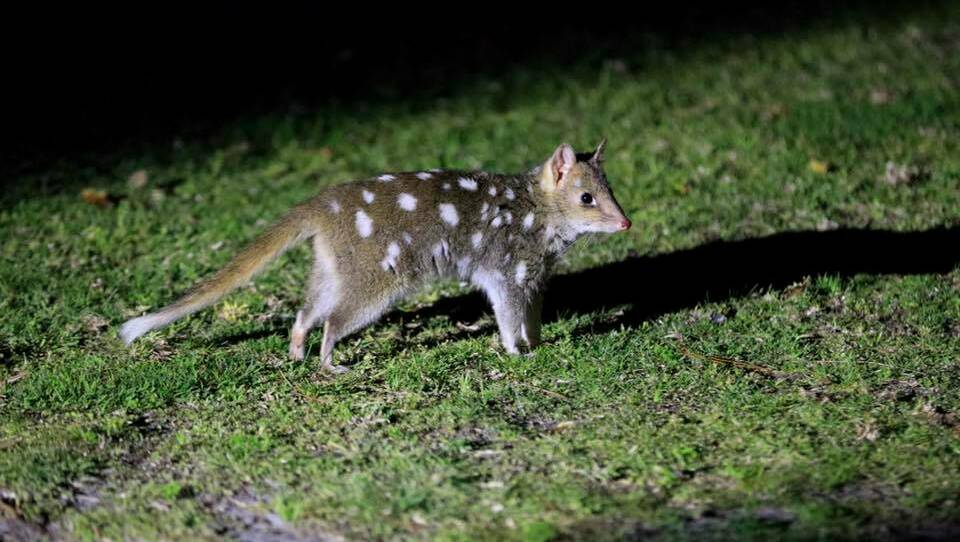 A juvenile quoll roaming without its mother at Booderee National Park. Photo: Maree Clout/Jervis Bay Through My Eyes. 