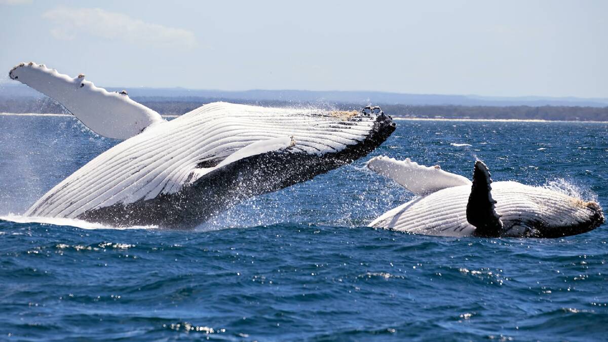 Photos by Dolphin Watch Cruises - Jervis Bay (www.dolphinwatch.com.au)