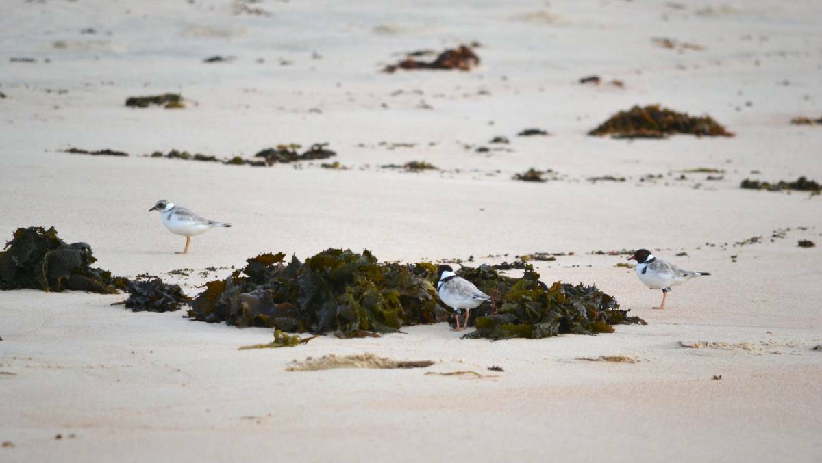 Hooded plovers nesting on a Shoalhaven beach. Photo: supplied. 
