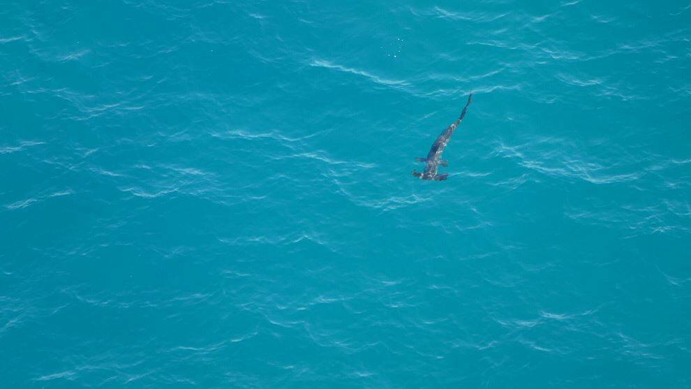 A smooth hammerhead spotted at Wairo on January 2. Photo: NSW Shark Smart.