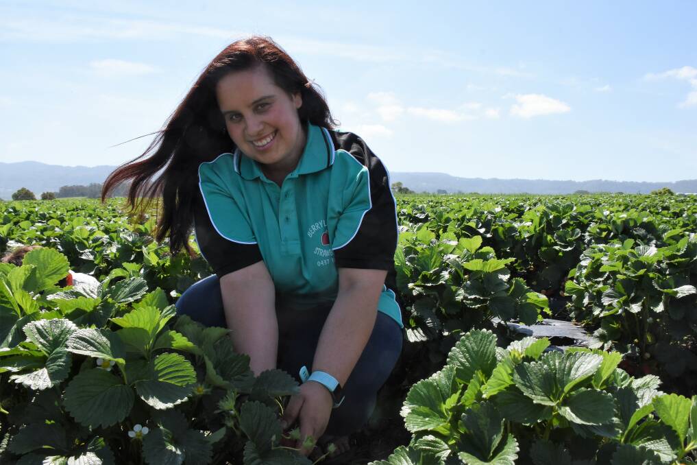 STRAWBERRY SEASON: Kirsty Camilleri picking strawberries from her Jaspers Brush farm.  