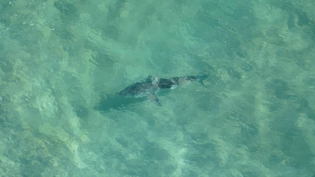 SHARKS SPOTTED: A 2 metre White Shark spotted at Sussex Inlet on January 4. Photo: NSW Shark Smart. 