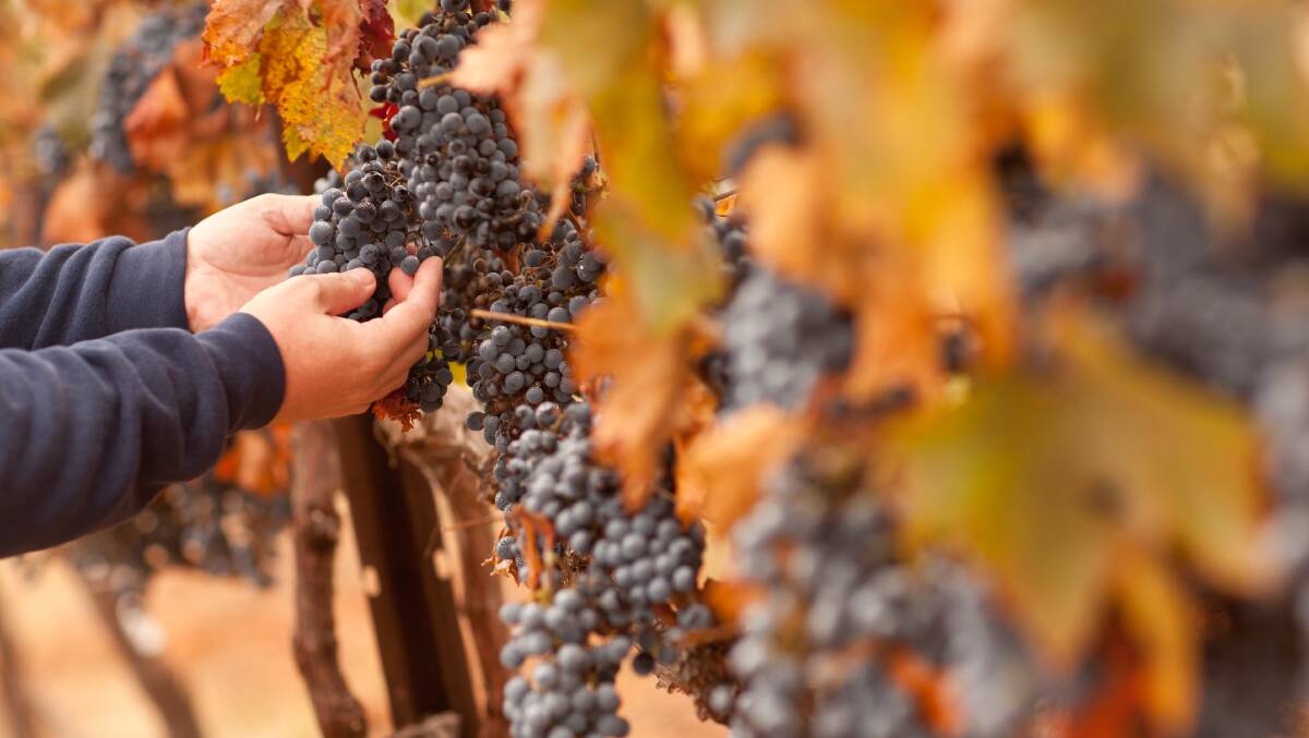 Autumn is also a busy time of year in the vineyard. Picture: Shutterstock