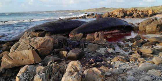 Two whales were discovered on the rocks at King Island. Picture by Sarah Baldock. 