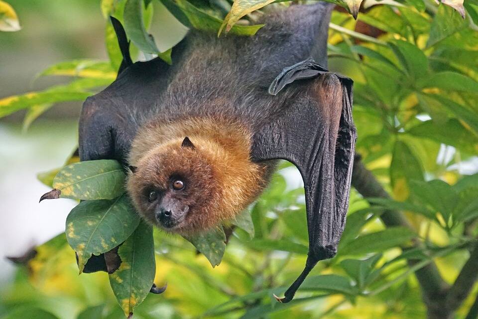 Generic flying fox picture.