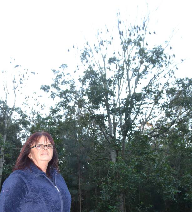EXPERT: Wildlife volunteer Janine Davies near the flying fox colony at Bomaderry wetlands, off Bolong Road on Monday. Can you see them? Picture: Rebecca Fist