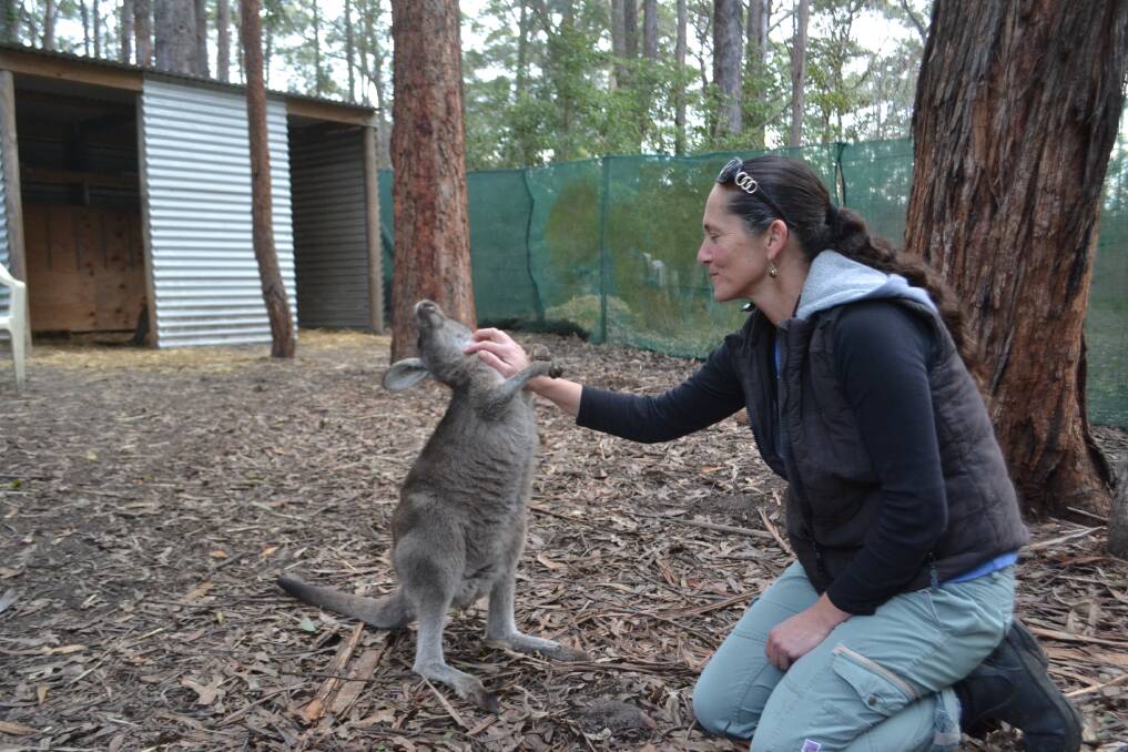 Belinda Gales at her Falls Creek home and animal refuge with a kangaroo on Wednesday. Picture: Rebecca Fist