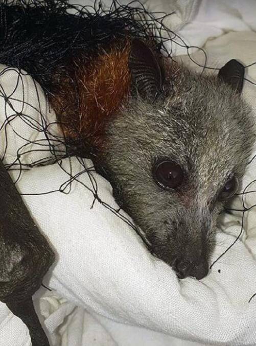 A local flying fox after being rescued by Wildlife Rescue South Coast. Picture: Contributed