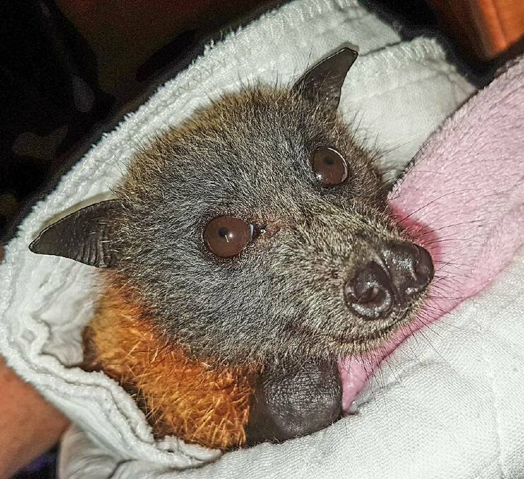 Merry, a bat rescued from netting in the local area the day after Christmas, 2017. Picture: Shoalhaven Bat Clinic & Sanctuary