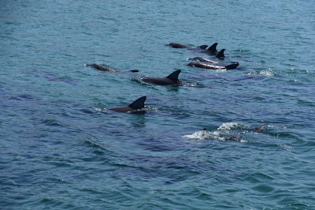 Dolphins in Jervis Bay. Picture: Jervis Bay Wild