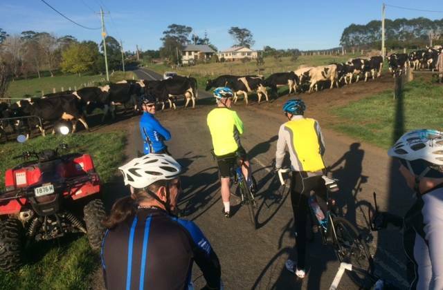 HERD MENTALITY: Members of a local cycling group take an enforced break on Woodstock Road, just outside Milton, to allow these dairy cows back into their paddock after milking in 2017.