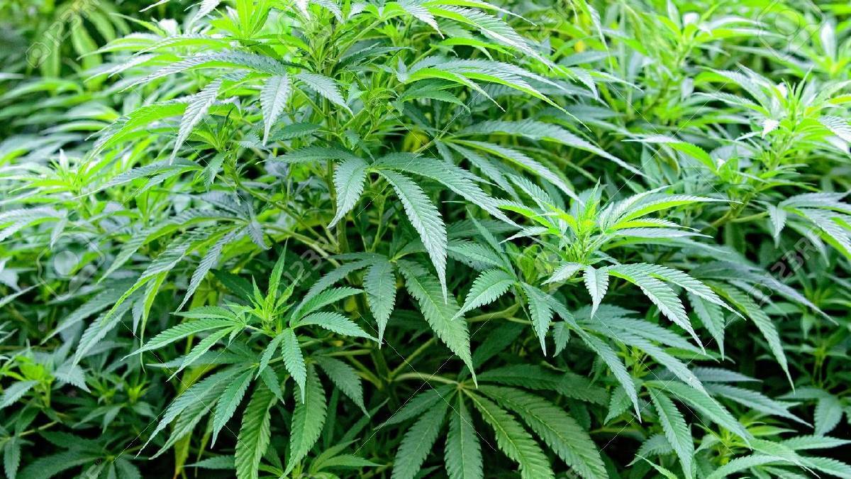 Should cannabis be legalised? Local Greens councillor: totally