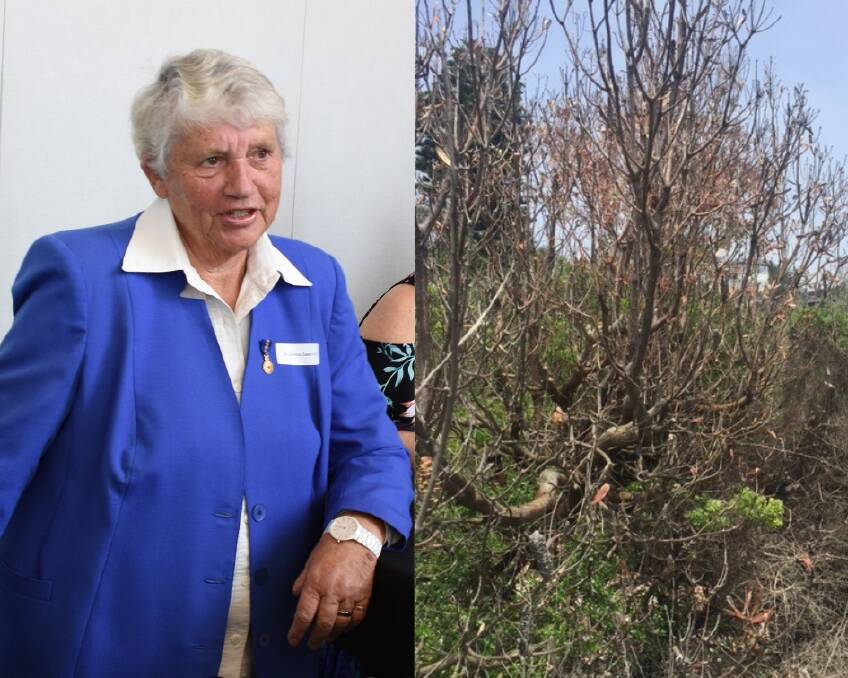 Shoalhaven City Councillor Jo Gash and one of the banksias which was recently poisoned near her Culburra Beach home.